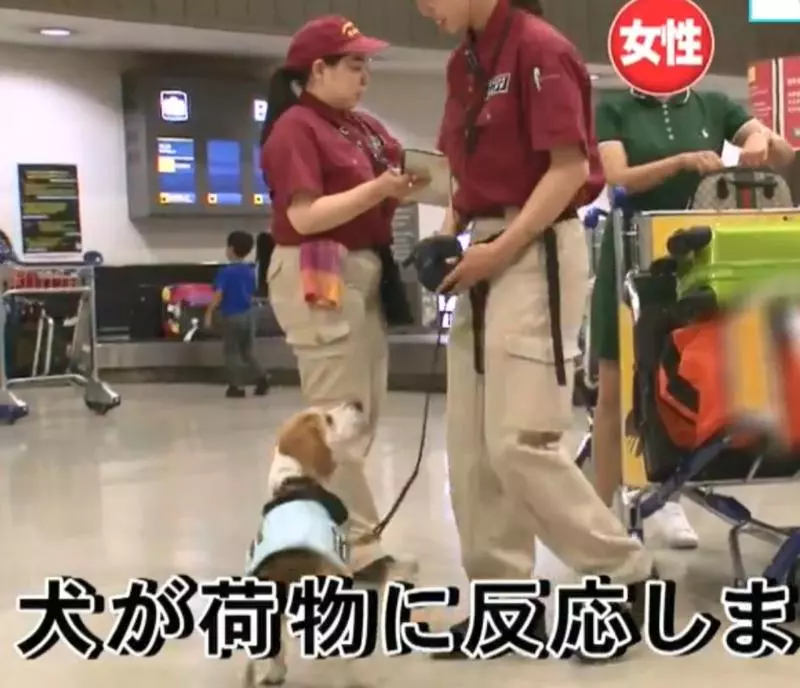 檢疫犬,揭發中國大媽欲偷運肉類入境,大媽灑淚求通融。