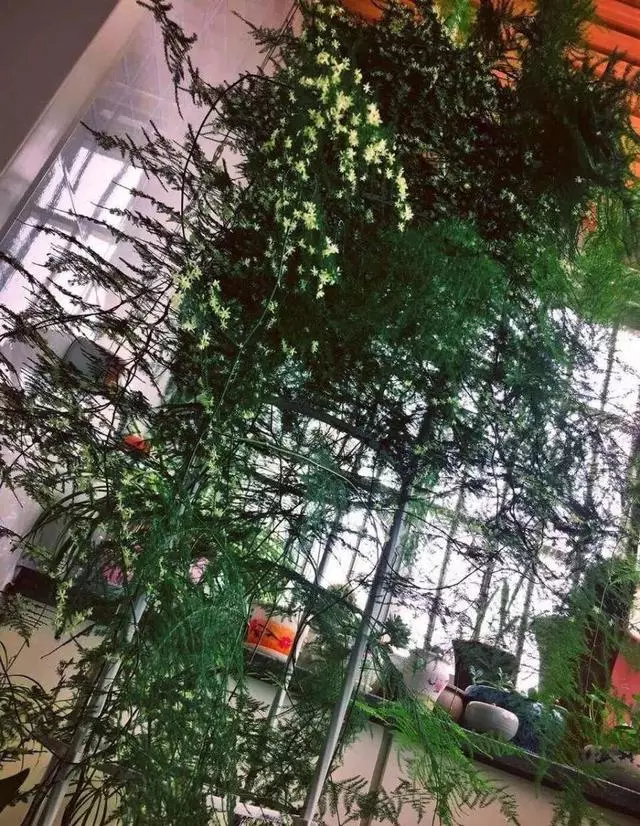 細菌最怕這種花,養1盆殺菌消毒,空氣清新少生病!