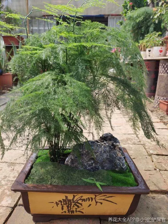 細菌最怕這種花,養1盆殺菌消毒,空氣清新少生病!