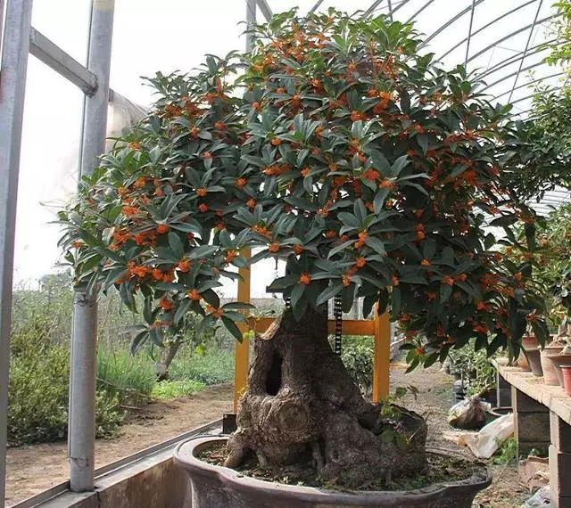 細菌最怕這種花,養1盆殺菌消毒,空氣清新少生病!