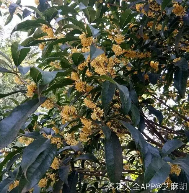 細菌最怕這種花,養1盆殺菌消毒,空氣清新少生病!