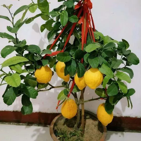 細菌最怕這種花,養1盆殺菌消毒,空氣清新少生病!