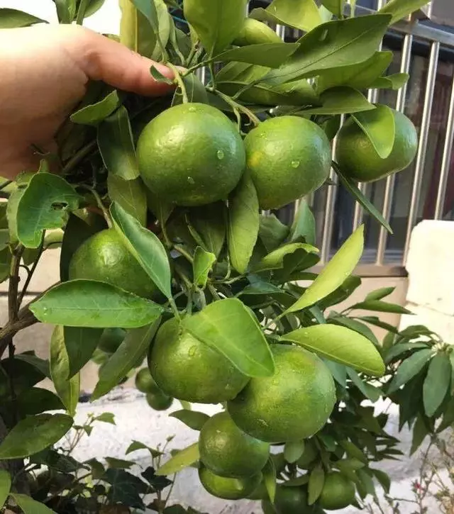 細菌最怕這種花,養1盆殺菌消毒,空氣清新少生病!