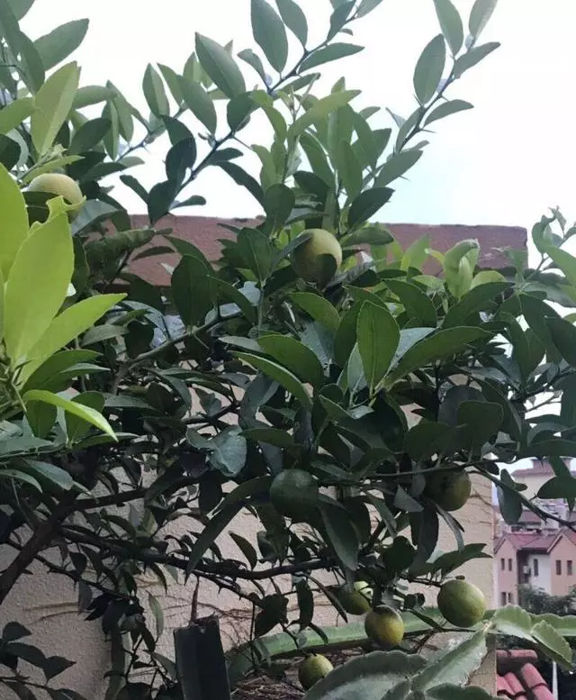 細菌最怕這種花,養1盆殺菌消毒,空氣清新少生病!
