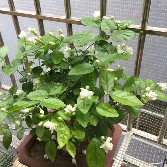 細菌最怕這種花,養1盆殺菌消毒,空氣清新少生病!