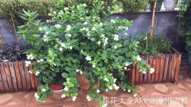 細菌最怕這種花,養1盆殺菌消毒,空氣清新少生病!