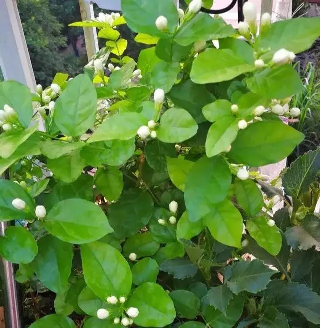 細菌最怕這種花,養1盆殺菌消毒,空氣清新少生病!