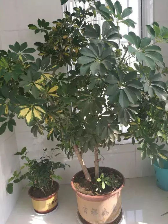 細菌最怕這種花,養1盆殺菌消毒,空氣清新少生病!