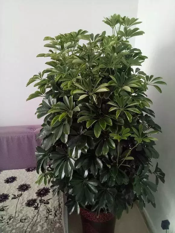 細菌最怕這種花,養1盆殺菌消毒,空氣清新少生病!