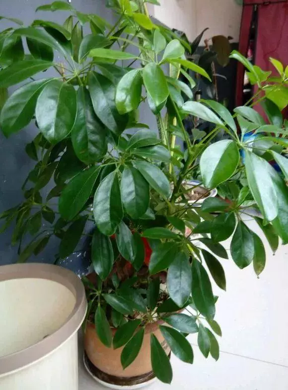 細菌最怕這種花,養1盆殺菌消毒,空氣清新少生病!
