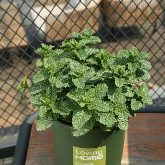 細菌最怕這種花,養1盆殺菌消毒,空氣清新少生病!