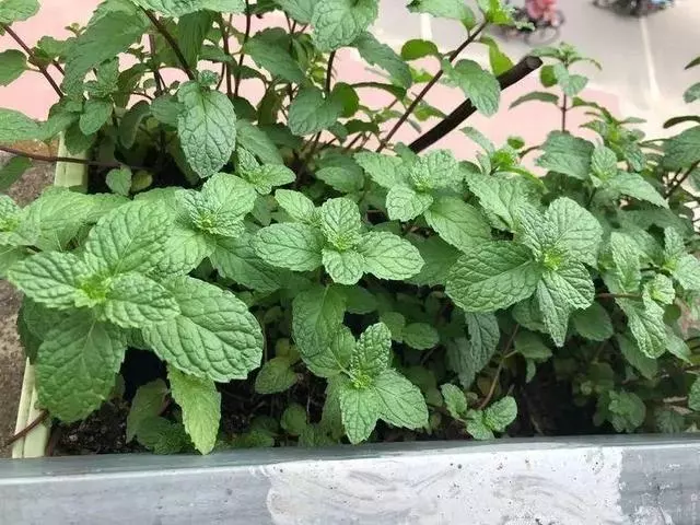 細菌最怕這種花,養1盆殺菌消毒,空氣清新少生病!