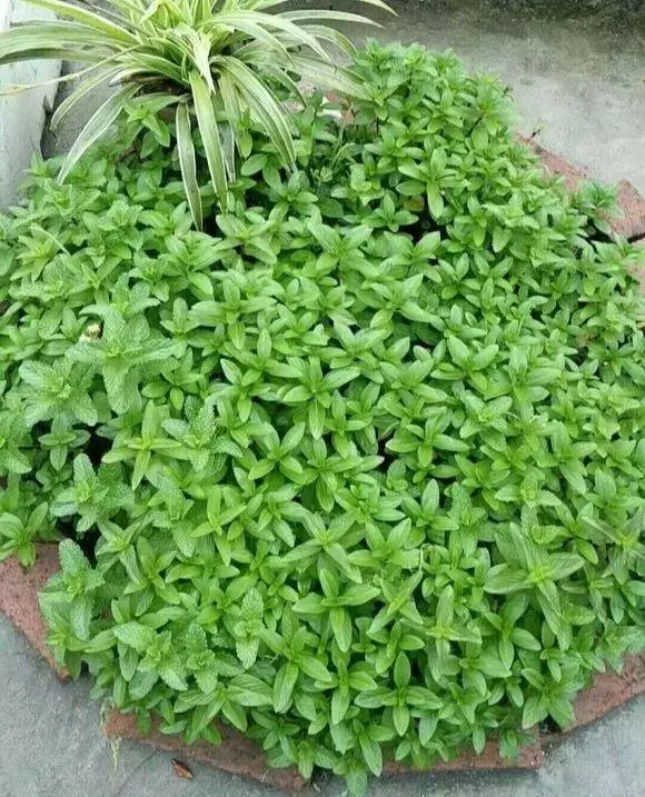 細菌最怕這種花,養1盆殺菌消毒,空氣清新少生病!
