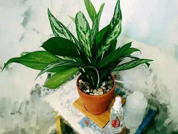 細菌最怕這種花,養1盆殺菌消毒,空氣清新少生病!