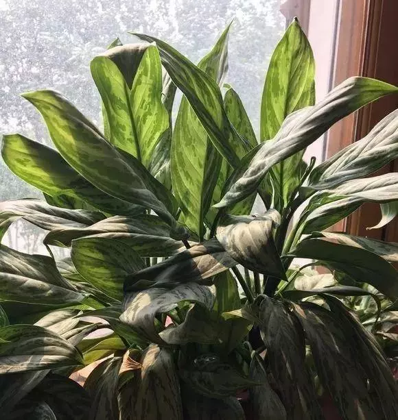 細菌最怕這種花,養1盆殺菌消毒,空氣清新少生病!