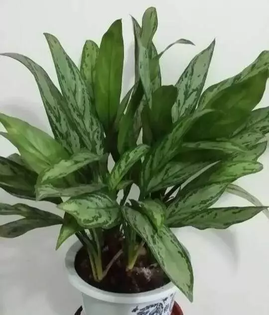 細菌最怕這種花,養1盆殺菌消毒,空氣清新少生病!