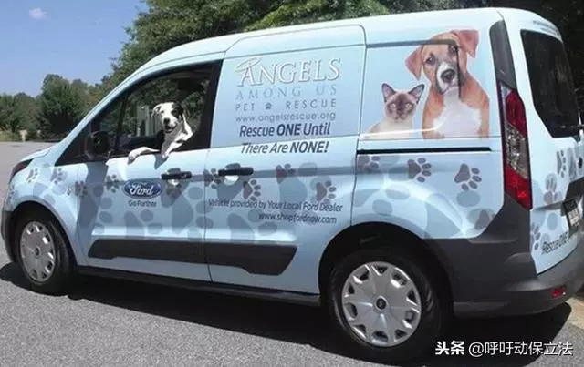 兩隻流浪狗即將安樂死,互相擁抱作別,場面讓人淚哭