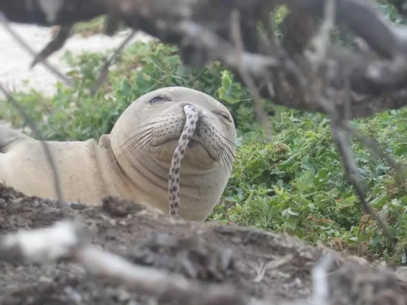 海豹遭鰻魚卡鼻 研究人員爆可能原因