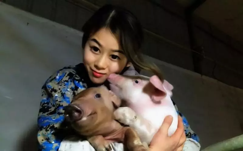 與豬同寢 養豬正妹年收破百萬