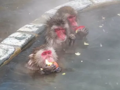 北海道獼猴爽泡湯 臉紅瞇眼表情超享受