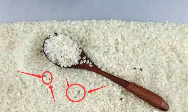 大米愛生米蟲怎麼辦?米蟲最怕它,米袋子中放上1小塊,一年都不容易生蟲子!