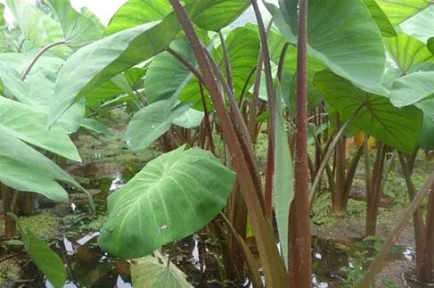 這三種菜農村人最常吃,降血糖效果很明顯,還能治療很多疾病,很多城裡人沒聽過