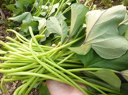 這三種菜農村人最常吃,降血糖效果很明顯,還能治療很多疾病,很多城裡人沒聽過
