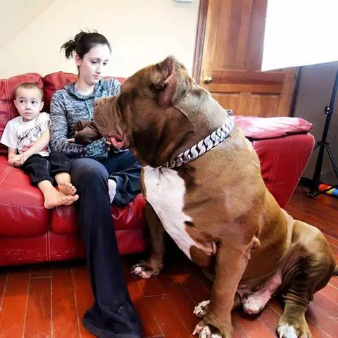 「世界最巨90KG比特犬」守護力爆棚 溫柔基因寶寶一隻就賣1500萬元