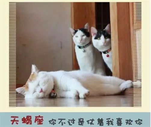 十二星座永遠不會說的心裡話!