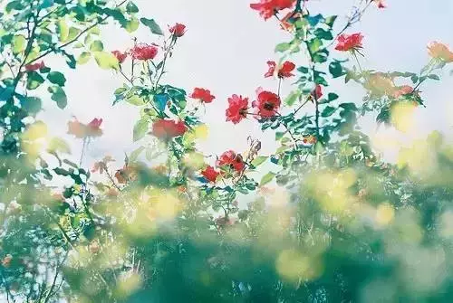 漸漸明白, 太在乎一個人往往會傷害自己