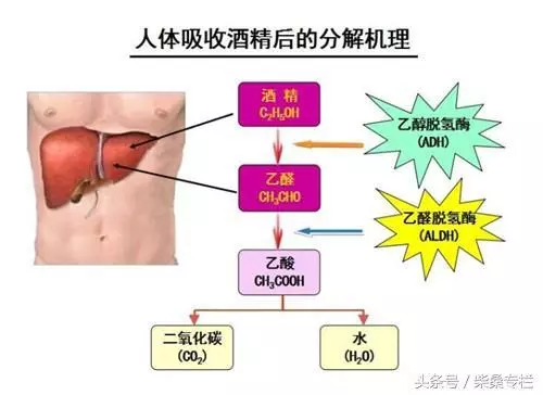 喝酒,到底是養生還是傷身?告訴你酒的這三個真相,從此懂喝酒