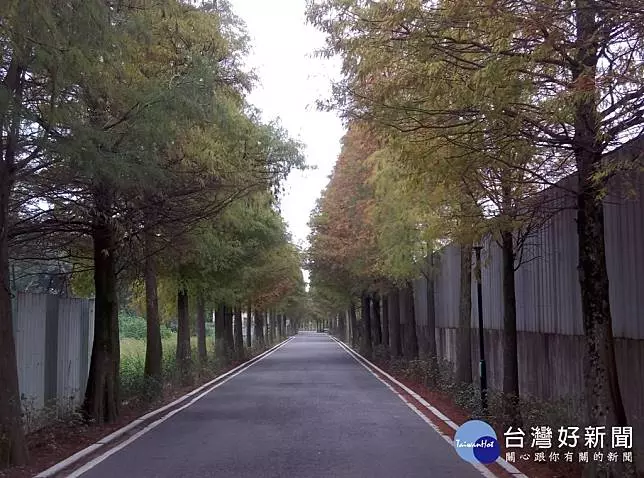 桃園這地方有個落雨松路　298株落雨松逐漸泛紅
