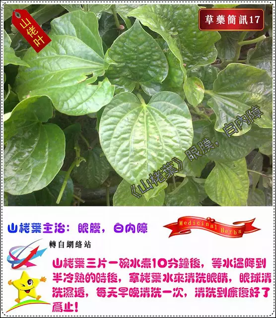 30種草藥簡訊!!必要收藏起來!!!