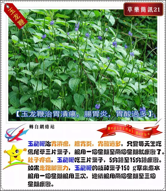 30種草藥簡訊!!必要收藏起來!!!