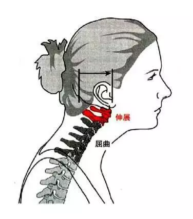 百病皆由脊柱生,一個【簡單動作】打通奇經八脈,預防多種疾病