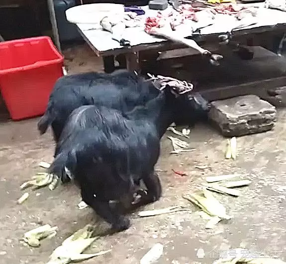 山羊要被宰殺,突然朝著屠夫跪下,摸了下肚子,把刀放下了