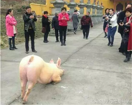 山羊要被宰殺,突然朝著屠夫跪下,摸了下肚子,把刀放下了