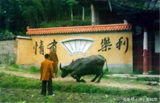 山羊要被宰殺,突然朝著屠夫跪下,摸了下肚子,把刀放下了