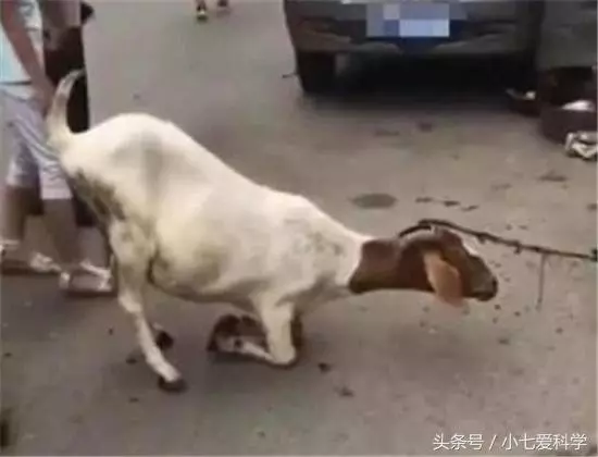 山羊要被宰殺,突然朝著屠夫跪下,摸了下肚子,把刀放下了