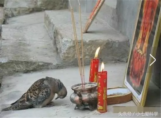 山羊要被宰殺,突然朝著屠夫跪下,摸了下肚子,把刀放下了
