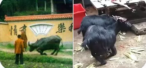山羊要被宰殺,突然朝著屠夫跪下,摸了下肚子,把刀放下了