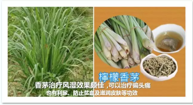 香茅治療風濕效果頗佳,可以治療偏頭痛,抗感染,改善消化功能