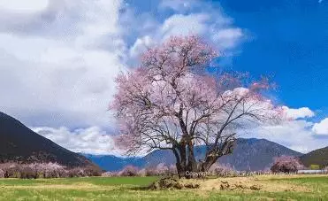 從廈門坐火車去西藏,只有11站!只要2450元台幣!沿途風景超驚艷