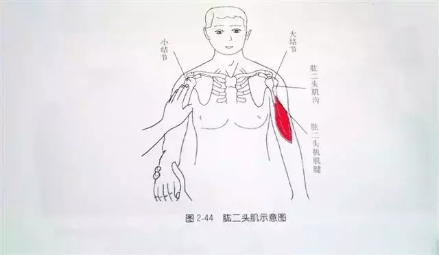 肩部疼痛圖解(很珍貴)
