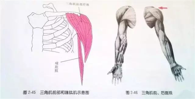 肩部疼痛圖解(很珍貴)
