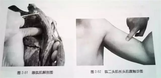 肩部疼痛圖解(很珍貴)