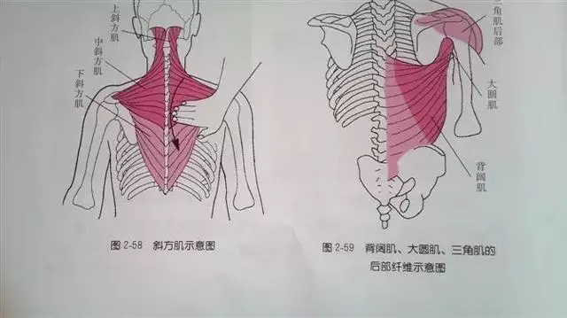 肩部疼痛圖解(很珍貴)