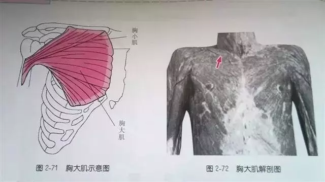 肩部疼痛圖解(很珍貴)