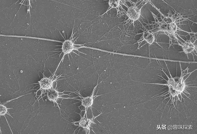 尋找10年,科學家終於發現神秘生命存在地下5公里,重約240億噸