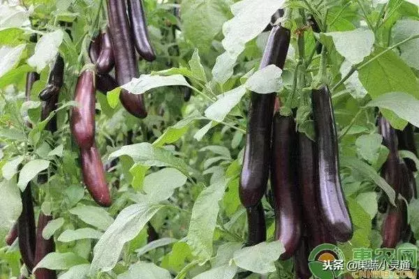 茄子的種植要點及注意事項你都清楚嗎?